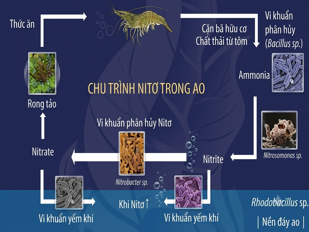 Chu trình phân hủy chất hữu cơ dư thừa sinh khí độc gây hại cho tôm cá trong ao nuôi