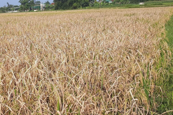 Bệnh Gạo Bạc Lúa: Nguyên Nhân, Triệu Chứng Và Cách Phòng Tránh