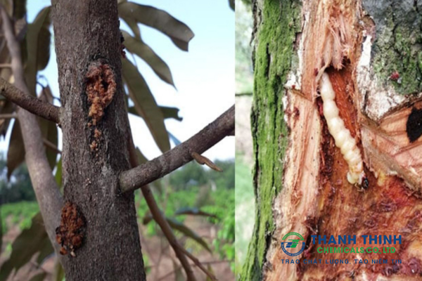 Bệnh sâu đục thân ở cây sầu riêng Dấu hiệu & cách phòng trừ