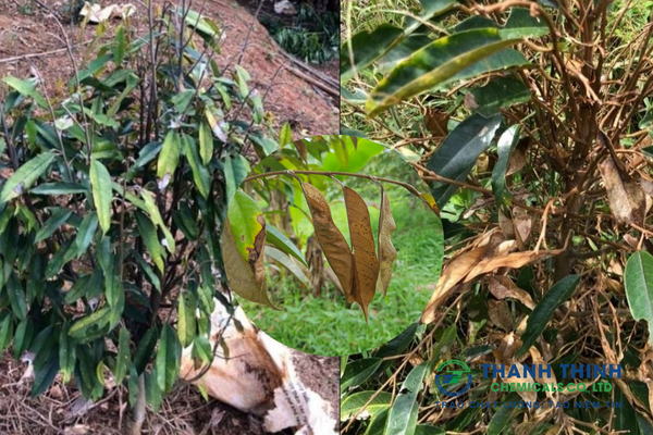 Bệnh chết ngọn ở cây sầu riêng Dấu hiệu & cách phòng trừ