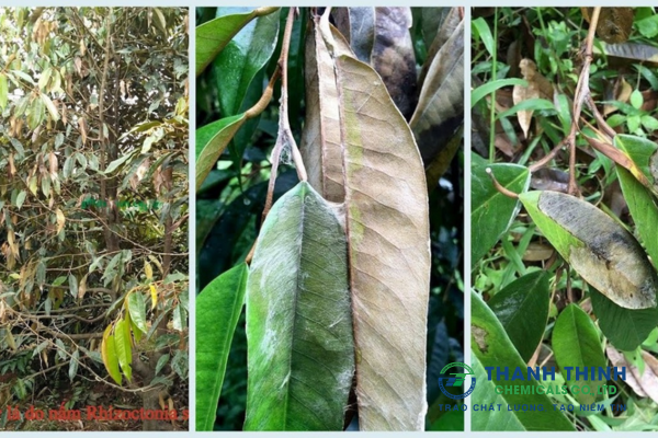 Bệnh cháy lá tổ kiến ở cây sầu riêng: Dấu hiệu & cách phòng trừ