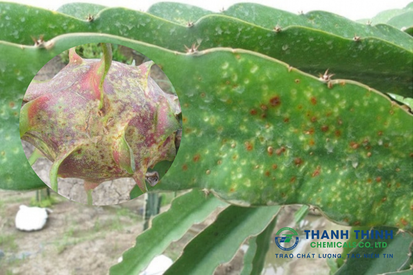 Bệnh Đốm Nâu Trên Cây Thanh Long: Dấu Hiệu & Cách Phòng Trừ