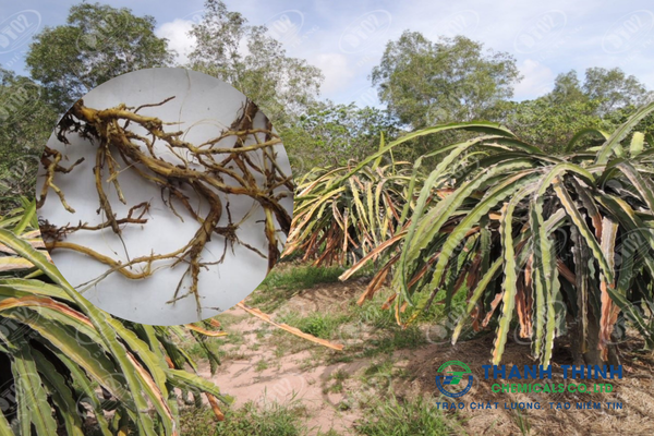 Bệnh thối rễ trên cây thanh long: Dấu hiệu & cách phòng trừ